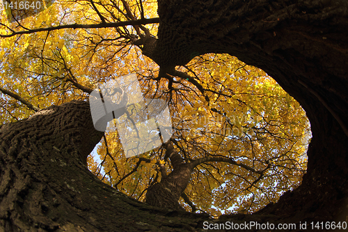 Image of old autumn tree
