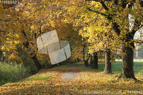 Image of very nice autumn forest 