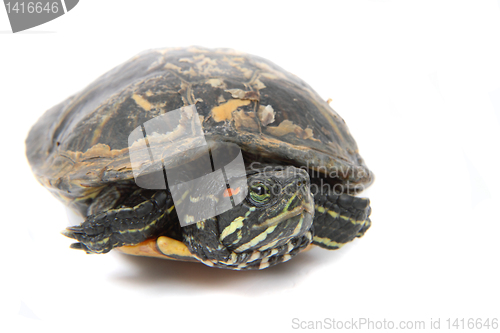 Image of water turtle 