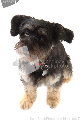 Image of small dog