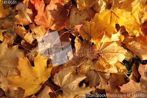 Image of autumn leaves 