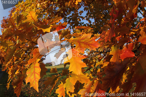 Image of autumn leaves 