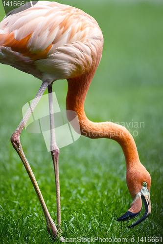 Image of Red flamingo in a park 