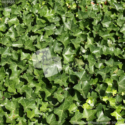 Image of Ivy picture