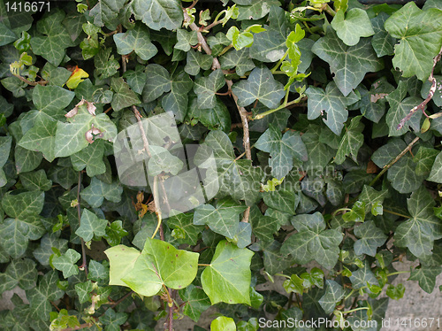 Image of Ivy picture