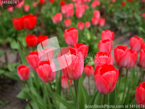 Image of Tulips picture