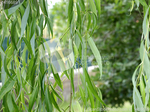 Image of Leaves