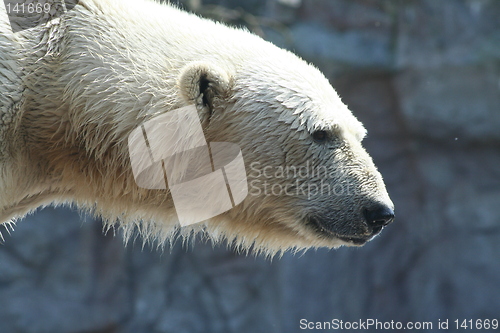 Image of polar bear