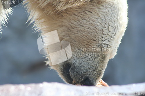 Image of polar bear