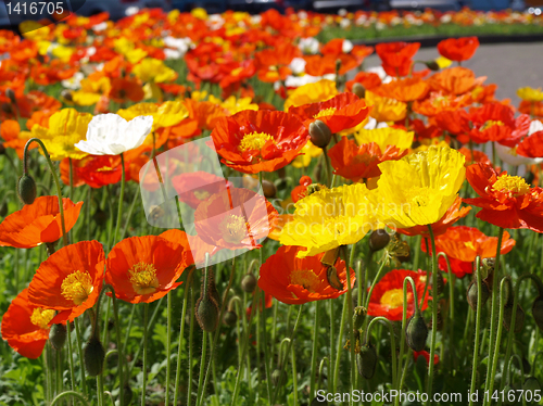 Image of Papavers picture