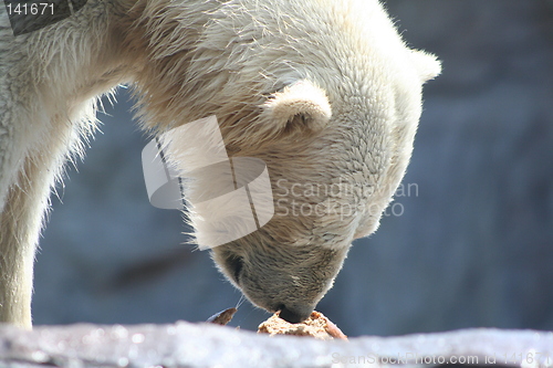 Image of polar bear