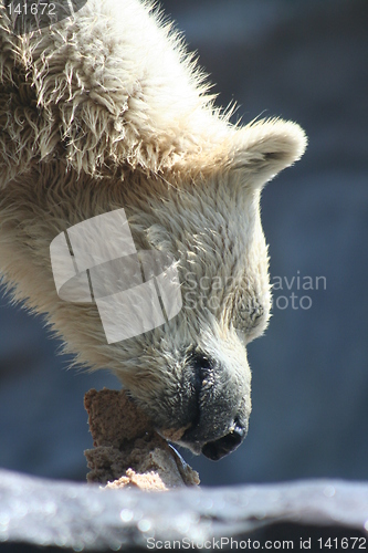 Image of polar bear