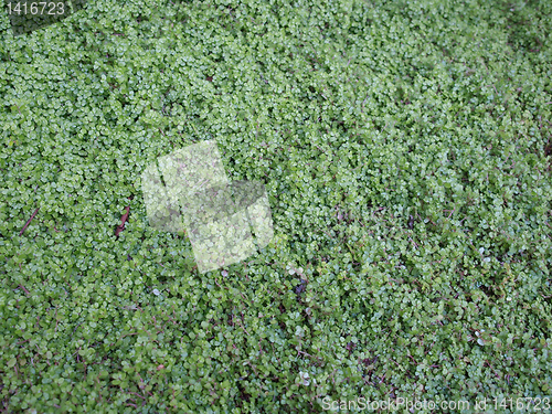Image of Leaves background