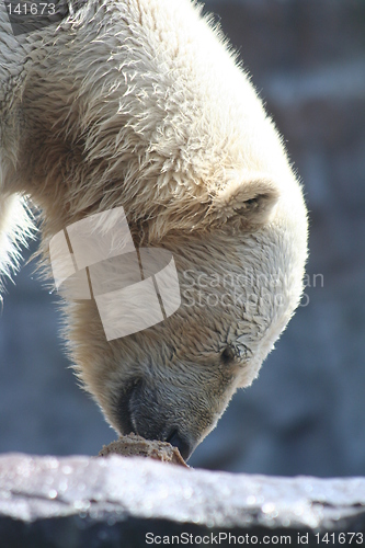 Image of polar bear