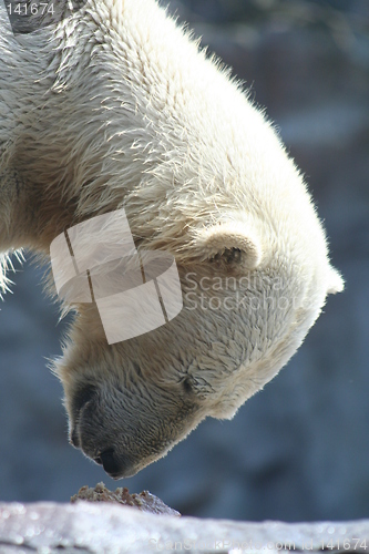 Image of polar bear