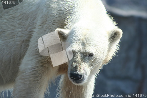 Image of polar bear