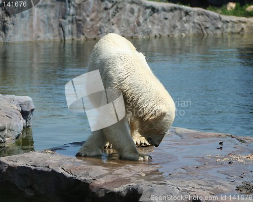 Image of polar bear