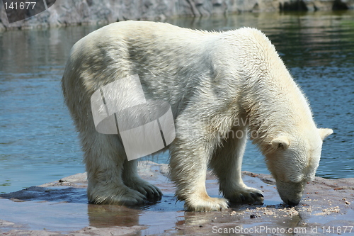 Image of polar bear