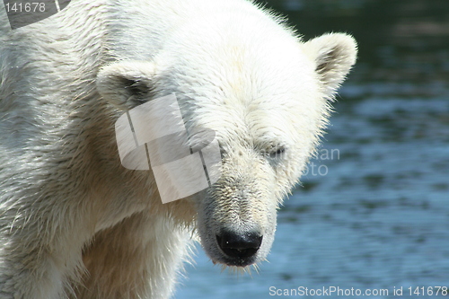 Image of polar bear