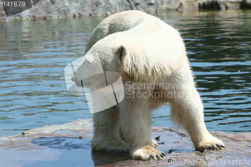 Image of polar bear