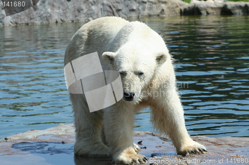 Image of polar bear