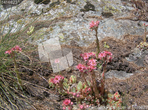 Image of Sempervivum
