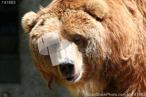 Image of brown bear