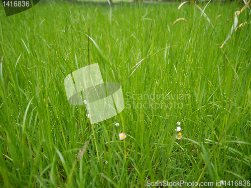 Image of Grass meadow