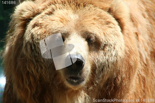 Image of brown bear