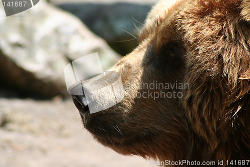 Image of brown bear