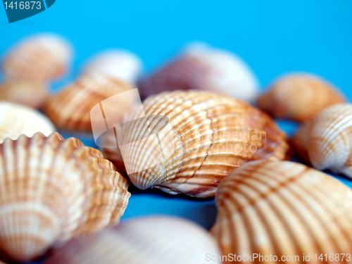 Image of Shells