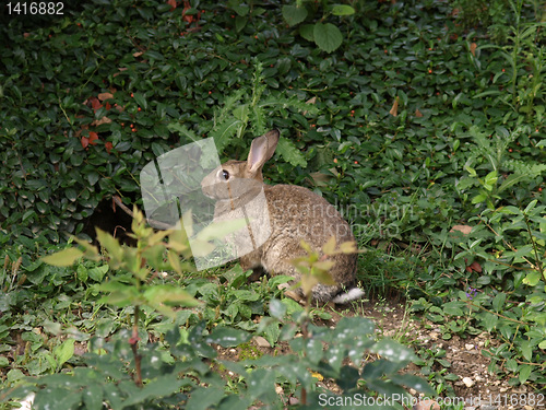 Image of Hare picture