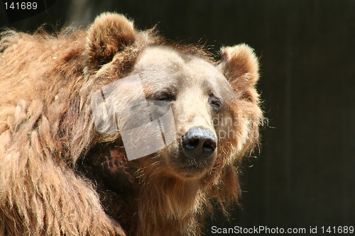 Image of old brown bear