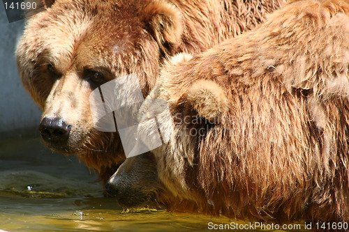 Image of brown bears