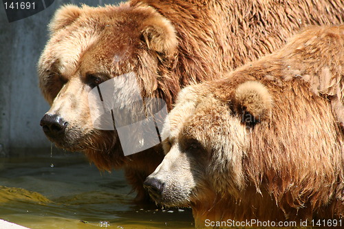 Image of 2 brown bears