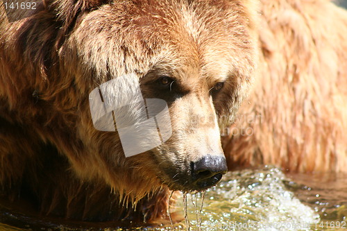 Image of brown bear