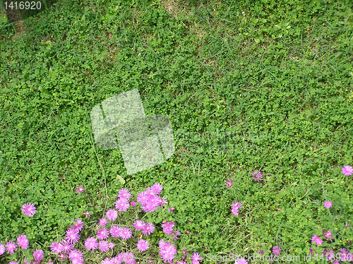 Image of Grass meadow with flowers