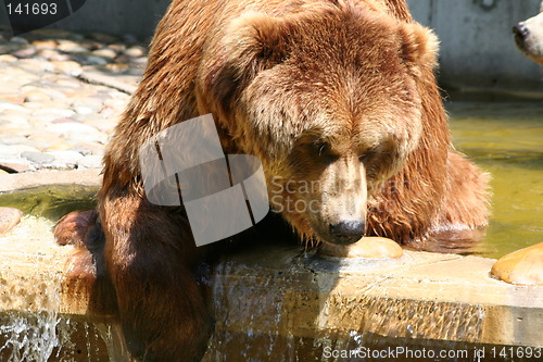 Image of lazy brown bear