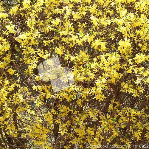 Image of Forsythia picture