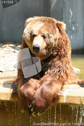 Image of funny brown bear