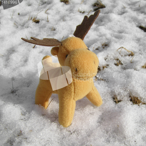 Image of Deer picture