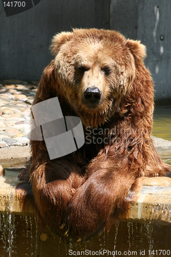 Image of brown bear