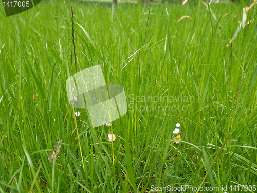 Image of Grass meadow