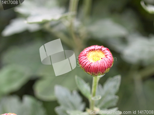 Image of Chrysanthemum picture