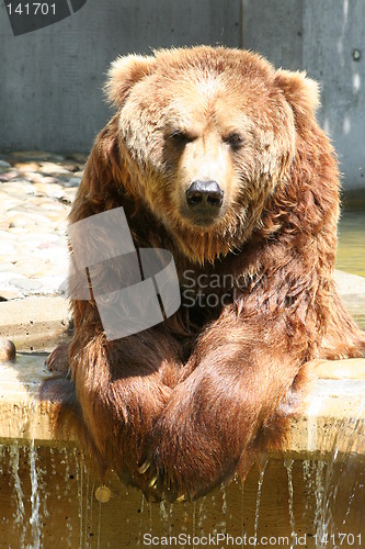 Image of brown bear