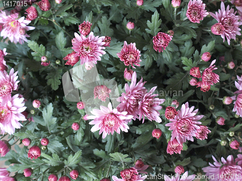 Image of Chrysanthemum picture