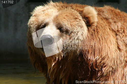 Image of brown bear