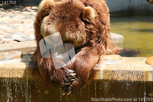 Image of brown bear