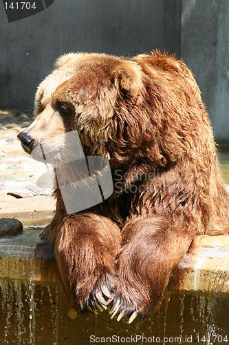 Image of lazy brown bear