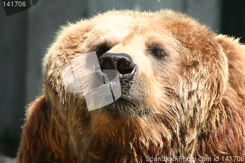 Image of brown bear